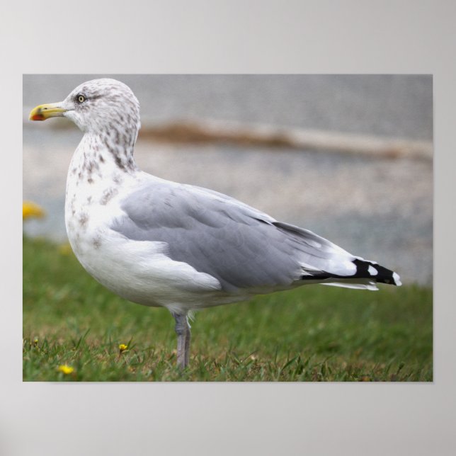 Fågel Fotoaffisch Poster (Framsidan)
