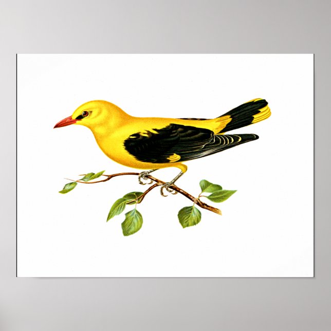Fågel från Eurasian Golden Oriole Poster (Framsidan)