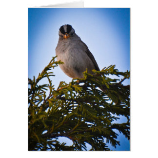 Fågel Hälsningskort
