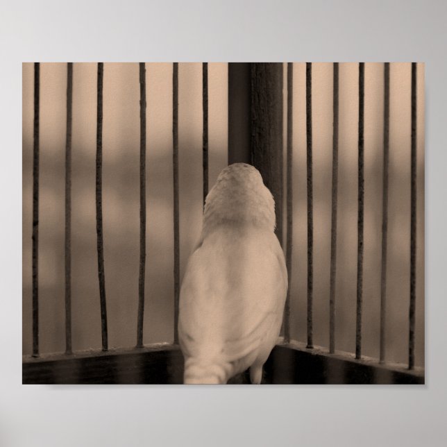Fågel i bur poster (Framsidan)