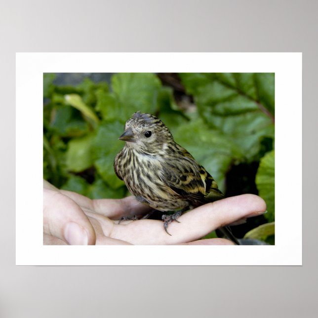 Fågel i handskrift poster (Framsidan)