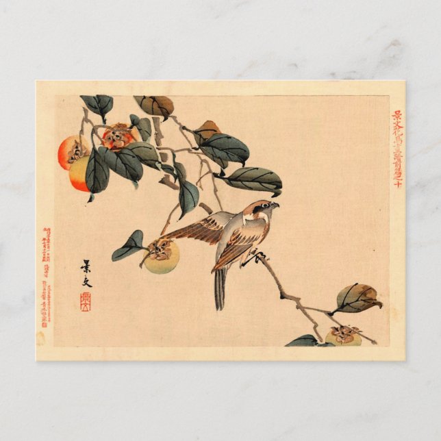 Fågel i PersimmonTree Vykort (Framsida)