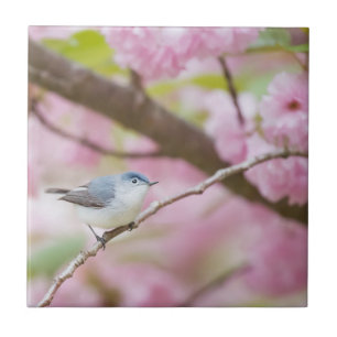 Fågel i Rosa Blommar Träd Kakelplatta