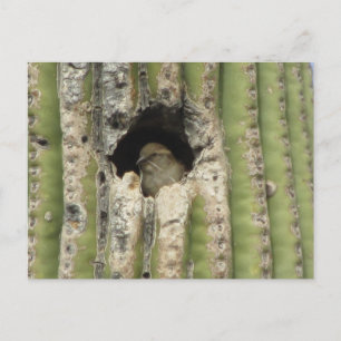 Fågel i Saguaro Nest Vykort