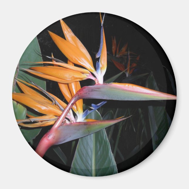 Fågel Magnet (Framsidan)