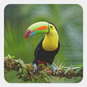 Fågel med vacker och färgstark tropisk Toucan Fyrkantigt Klistermärke