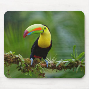 Fågel med vacker och färgstark tropisk Toucan Musmatta
