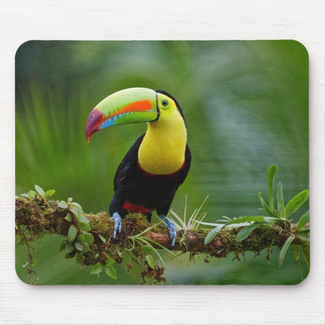 Fågel med vacker och färgstark tropisk Toucan Musmatta (Framsidan)