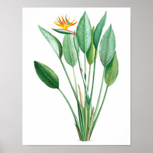 Fågel-of-paradise-utskrift #4 Tropical decor Poster