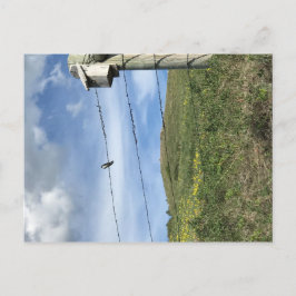 Fågel på barbwire Bear Tass-bergen Vykort