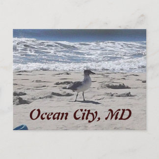 Fågel på Beach Postcard Vykort