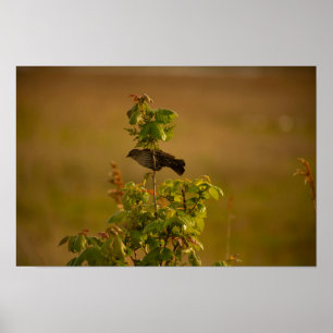 Fågel på en Gren-Poster Poster