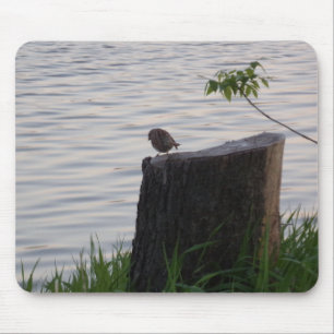 Fågel på en stubbe musmattan musmatta