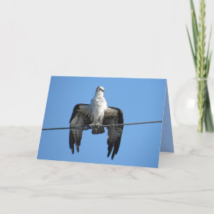 Fågel på ett tråg - Osprey-hälsningskort Helgkort