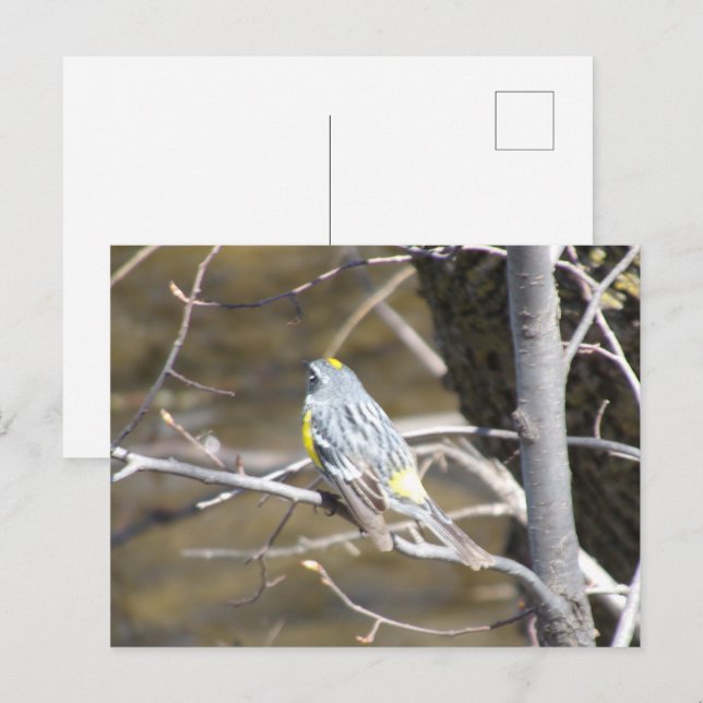 Fågel på ett vykort för Gren (Fram/baksida)