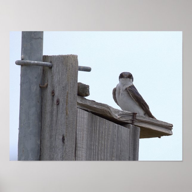 Fågel på Fågelholksaffisch Poster (Framsidan)