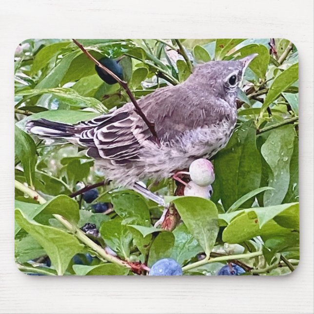 Fågel på Gren-musslan av blåbär Musmatta (Framsidan)