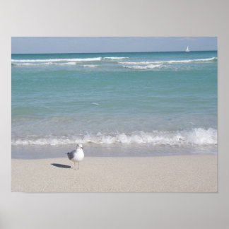Fågel på strand poster