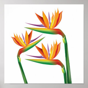 Fågel Paradis Blommig Väggtryck Konst Poster
