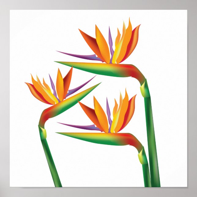 Fågel Paradis Blommig Väggtryck Konst Poster (Framsidan)