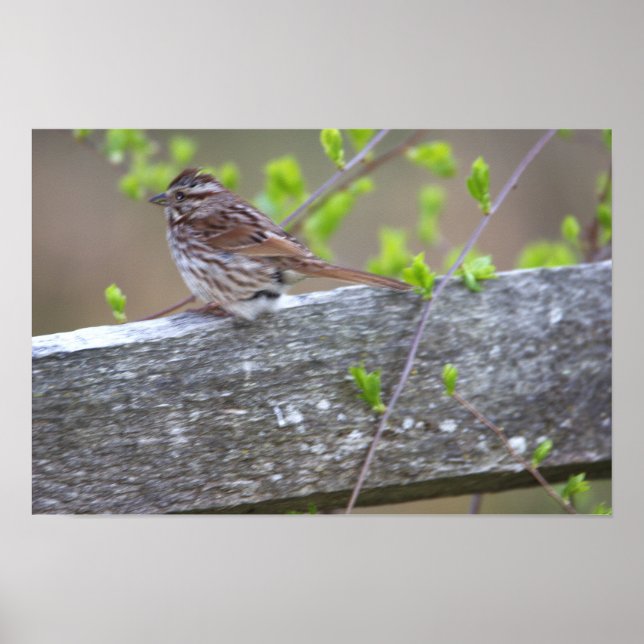 Fågel Perched Poster (Framsidan)