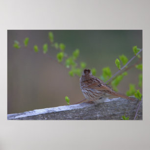Fågel Perched Poster