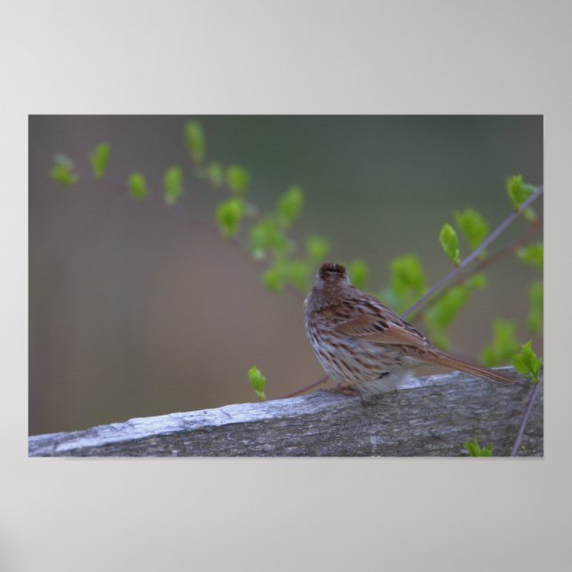 Fågel Perched Poster (Framsidan)