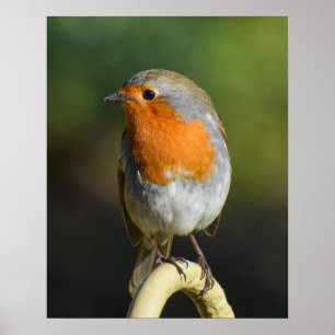 Fågel Poster