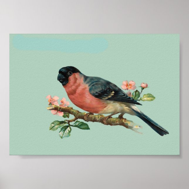 Fågel Poster (Framsidan)