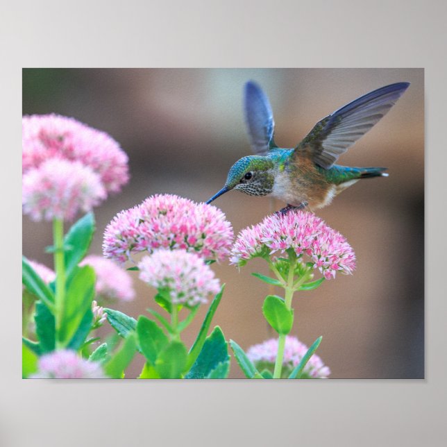 Fågel Poster (Framsidan)