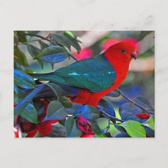 fågel vykort (Framsida)