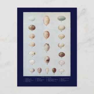 Fågelägg Plattor C Vintage Naturlig historia Vykort