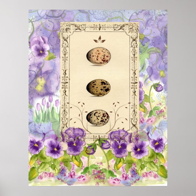 Fågelägg Vattenfärgsfärgsblommor Flower Pansies Co Poster (Framsidan)