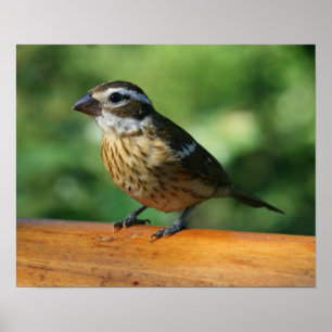 Fågelavtryck av honlig Ro-bröst Grosbeak Poster