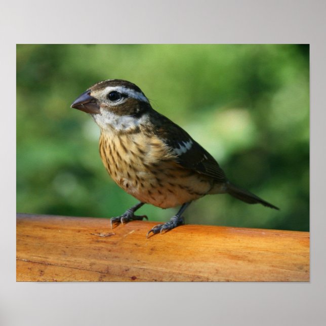 Fågelavtryck av honlig Ro-bröst Grosbeak Poster (Framsidan)