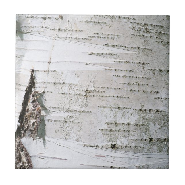 Fågelbark Kakelplatta (Framsidan)