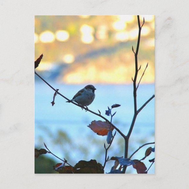 Fågelbevakning Vykort (Framsida)