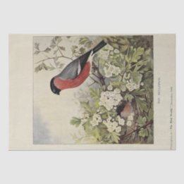 FågelBlommigten Ephemera Decoupage Vintage Finch