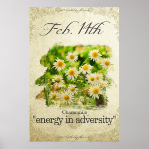 Fågelblommor den 14 februari, Chamomile Poster