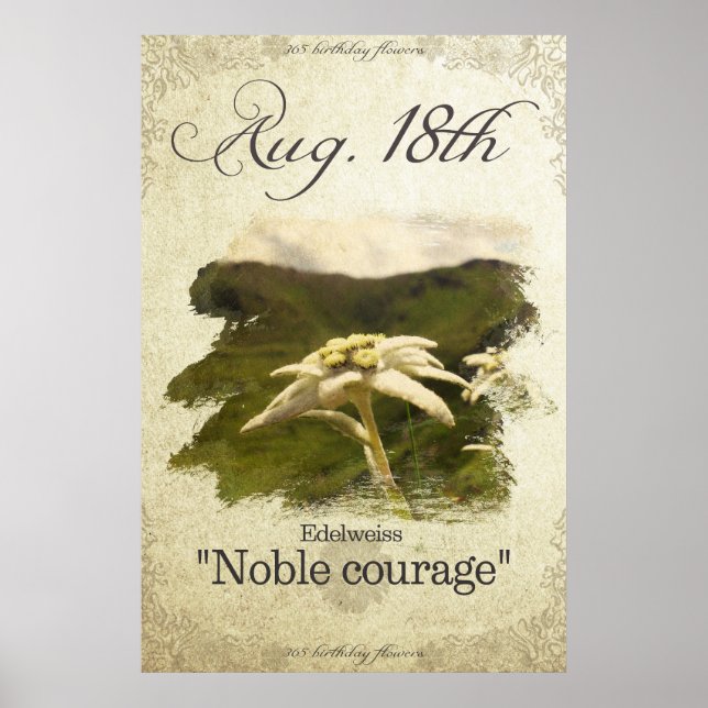 Fågelblommor den 18 augusti: Edelweiss Poster (Framsidan)