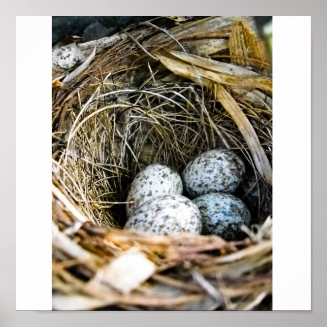 Fågelbo Poster (Framsidan)