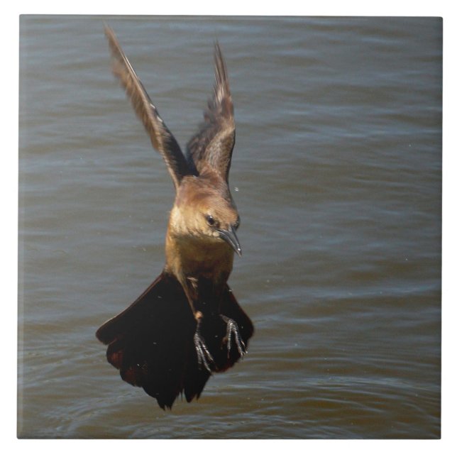 Fågelfågel med grov kråka ovanför vatten-plattan kakelplatta (Framsidan)