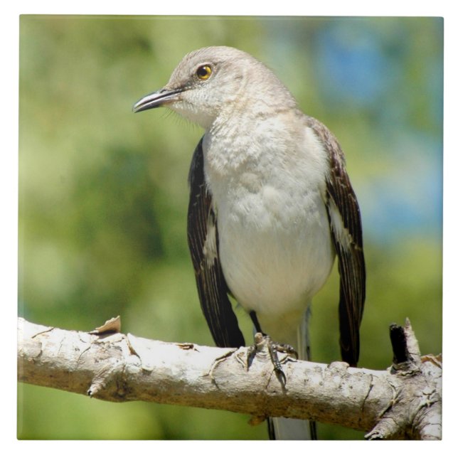Fågelfågelplattan, vacker Mockingbird Tile Kakelplatta (Framsidan)