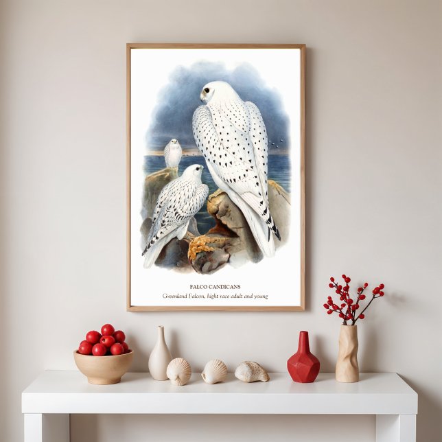 Fågelfalk, fågelillustration poster (Skapare uppladdad)