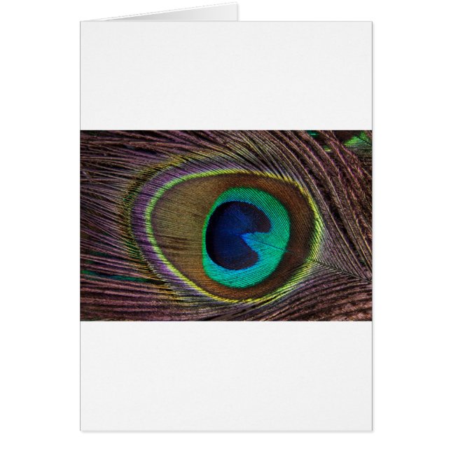 fågelfjäder hälsningskort (Framsidan)