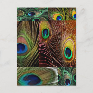 Fågelfjädrarnas kollage vykort