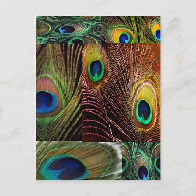 Fågelfjädrarnas kollage vykort (Framsida)