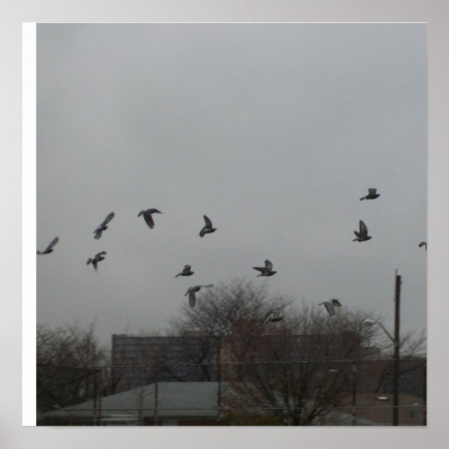 Fågelflygande Poster (Framsidan)