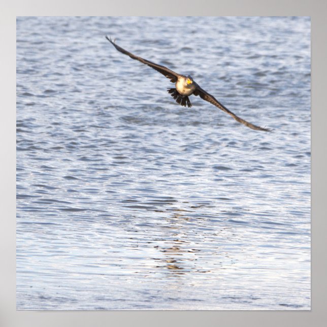 Fågelflygande Poster (Framsidan)