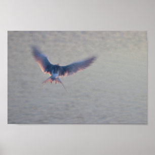 Fågelflygfoto Poster